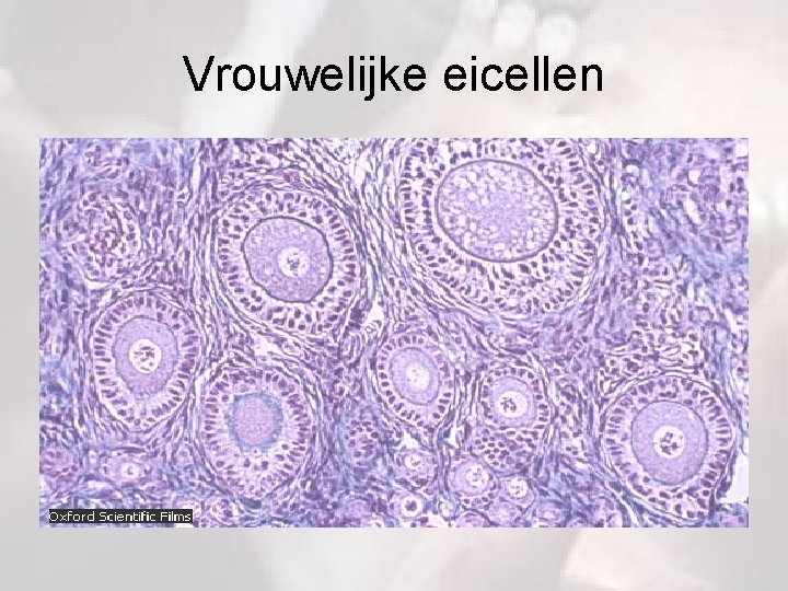 Vrouwelijke eicellen 