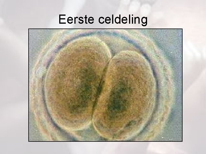 Eerste celdeling 