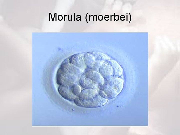 Morula (moerbei) 
