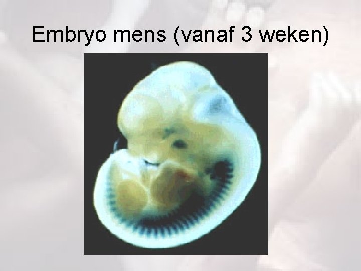 Embryo mens (vanaf 3 weken) 