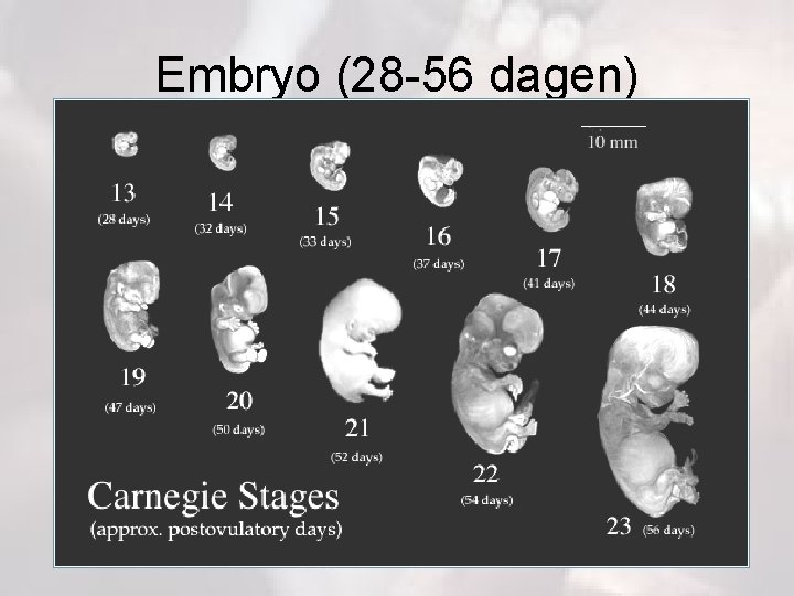 Embryo (28 -56 dagen) 