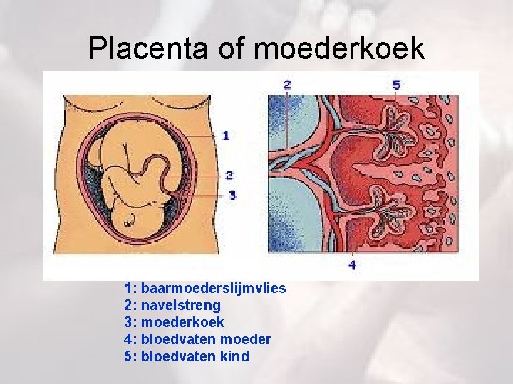 Placenta of moederkoek 1: baarmoederslijmvlies 2: navelstreng 3: moederkoek 4: bloedvaten moeder 5: bloedvaten