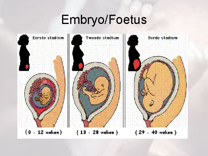 Embryo/Foetus 