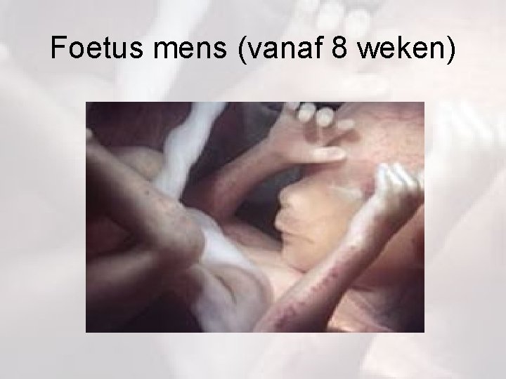 Foetus mens (vanaf 8 weken) 