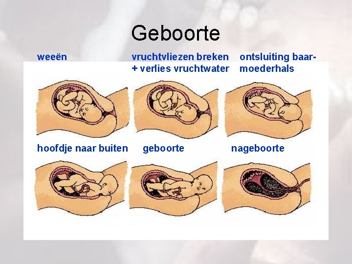 Geboorte weeën hoofdje naar buiten vruchtvliezen breken + verlies vruchtwater geboorte ontsluiting baarmoederhals nageboorte