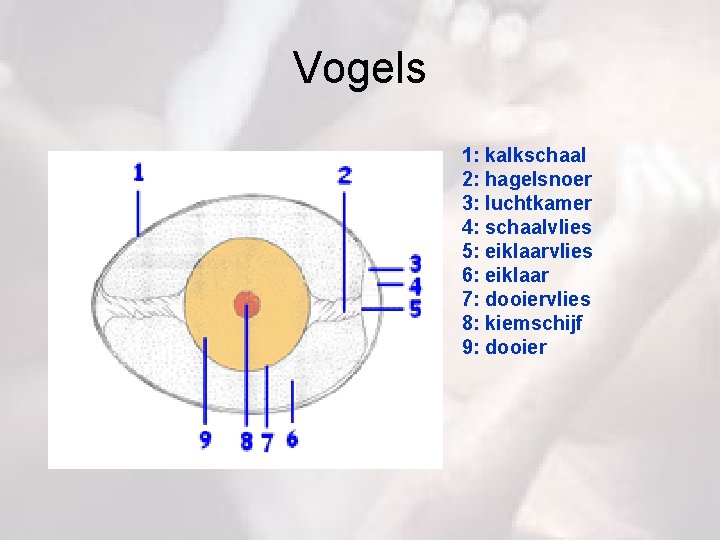 Vogels 1: kalkschaal 2: hagelsnoer 3: luchtkamer 4: schaalvlies 5: eiklaarvlies 6: eiklaar 7: