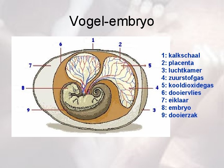 Vogel-embryo 1: kalkschaal 2: placenta 3: luchtkamer 4: zuurstofgas 5: kooldioxidegas 6: dooiervlies 7: