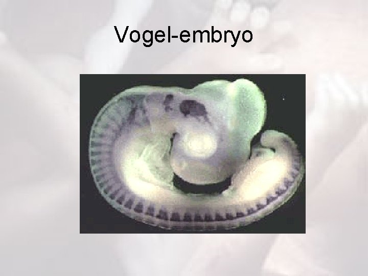 Vogel-embryo 