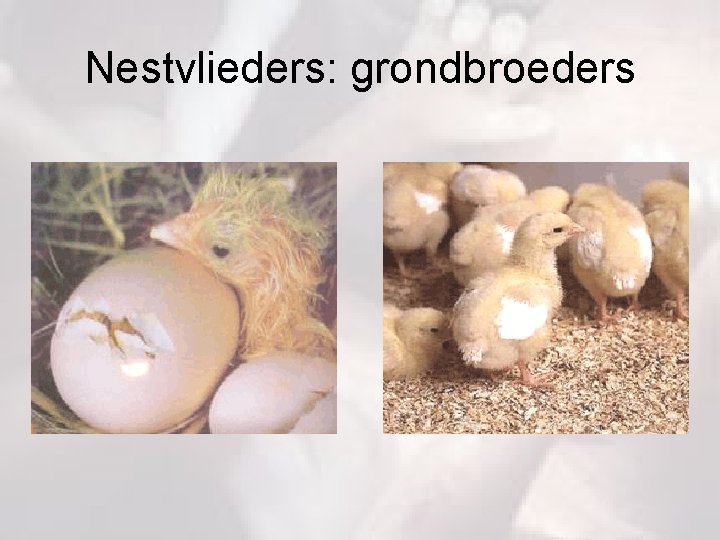 Nestvlieders: grondbroeders 