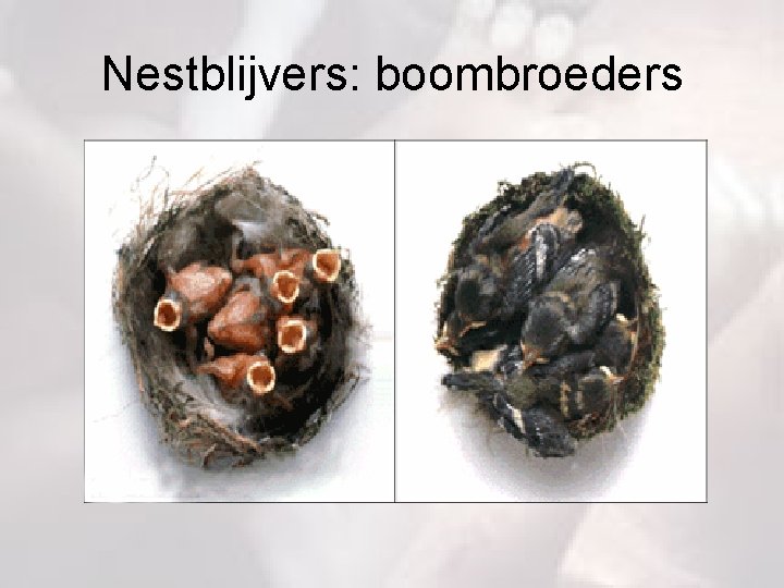 Nestblijvers: boombroeders 