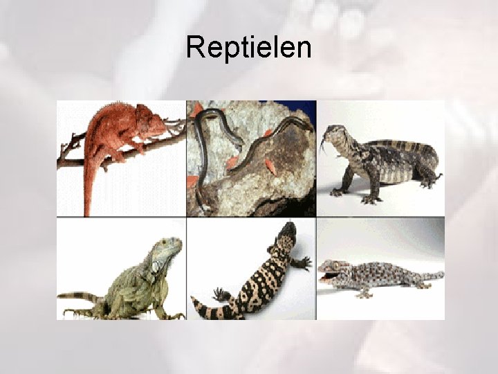 Reptielen 