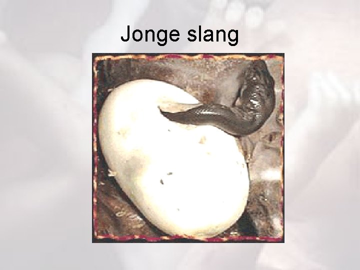 Jonge slang 