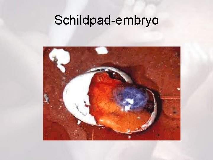 Schildpad-embryo 