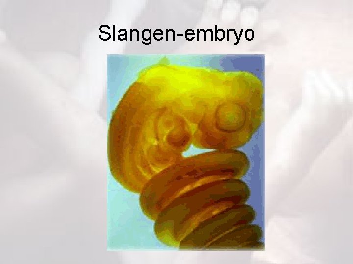 Slangen-embryo 