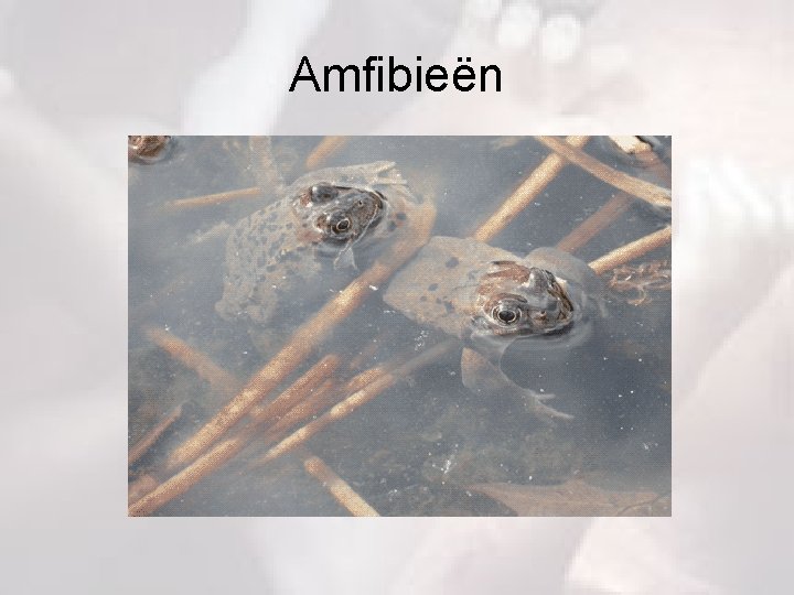 Amfibieën 