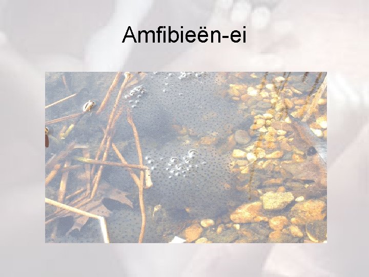 Amfibieën-ei 