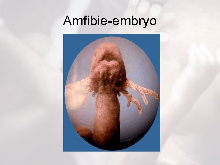 Amfibie-embryo 