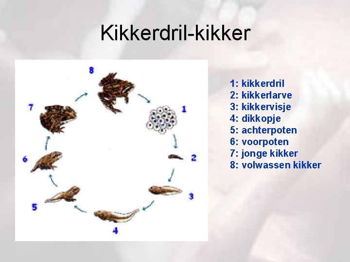 Kikkerdril-kikker 1: kikkerdril 2: kikkerlarve 3: kikkervisje 4: dikkopje 5: achterpoten 6: voorpoten 7: