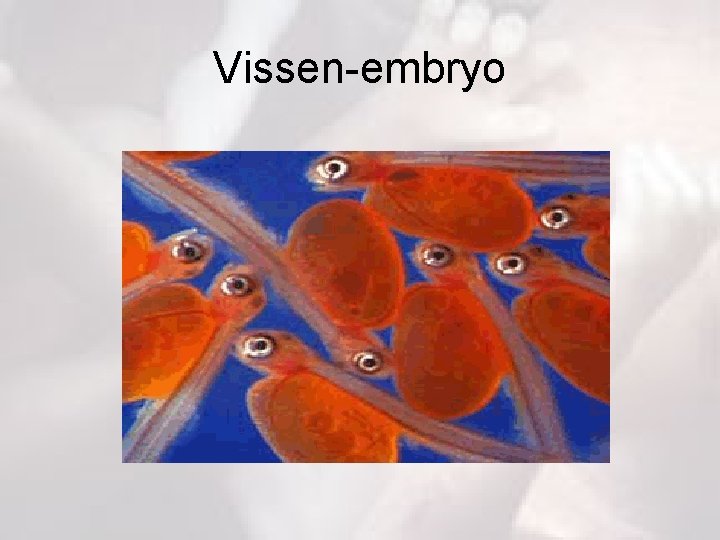 Vissen-embryo 