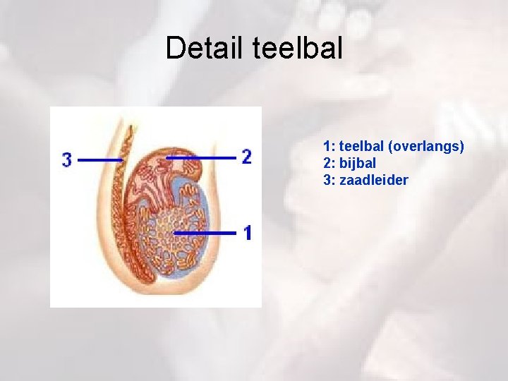 Detail teelbal 1: teelbal (overlangs) 2: bijbal 3: zaadleider 