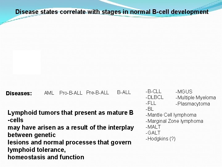 Disease states correlate with stages in normal B-cell development Diseases: AML Pro-B-ALL Pre-B-ALL Lymphoid