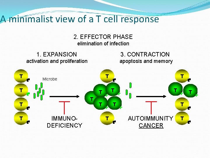 A minimalist view of a T cell response 2. EFFECTOR PHASE elimination of infection