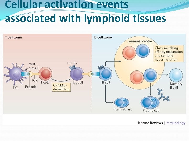 Cellular activation events associated with lymphoid tissues 