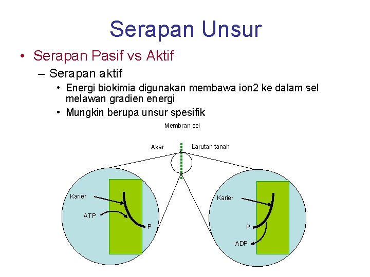 Serapan Unsur • Serapan Pasif vs Aktif – Serapan aktif • Energi biokimia digunakan