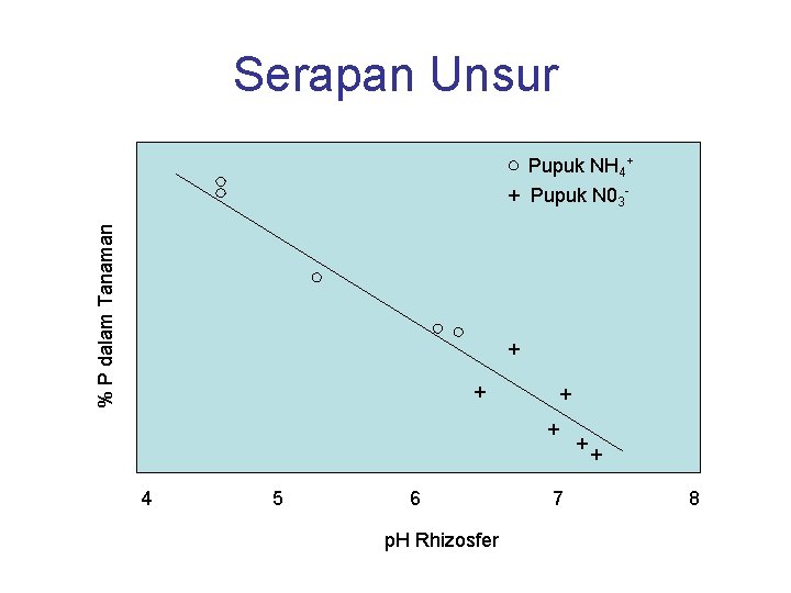 Serapan Unsur % P dalam Tanaman Pupuk NH 4+ + Pupuk N 03 -