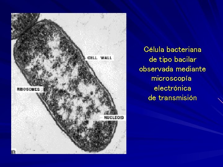 Célula bacteriana de tipo bacilar observada mediante microscopía electrónica de transmisión 