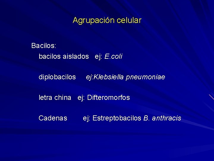 Agrupación celular Bacilos: bacilos aislados ej: E. coli diplobacilos ej: Klebsiella pneumoniae letra china