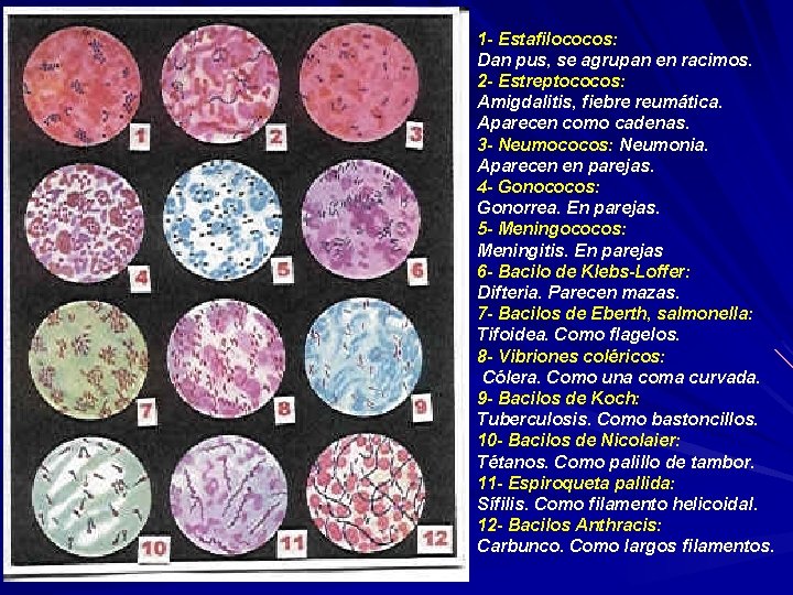1 - Estafilococos: Dan pus, se agrupan en racimos. 2 - Estreptococos: Amigdalitis, fiebre
