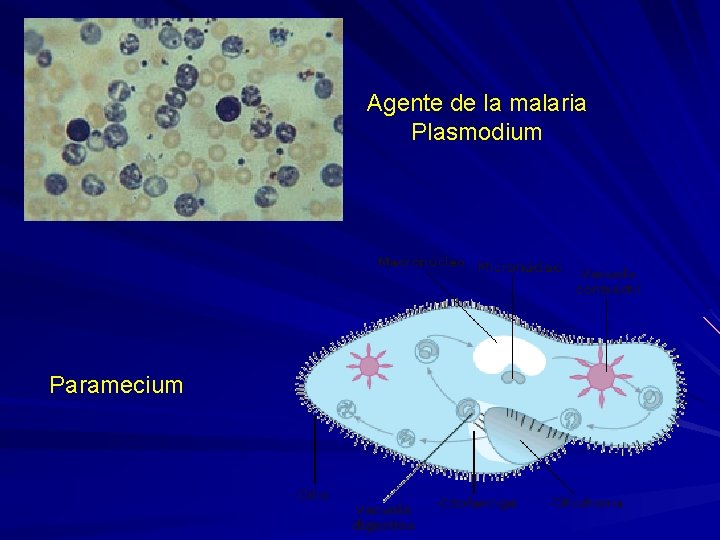 Agente de la malaria Plasmodium Paramecium 
