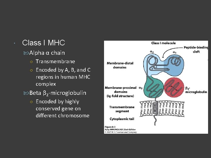  Class I MHC Alpha α chain ○ Transmembrane ○ Encoded by A, B,