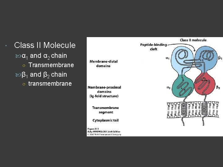  Class II Molecule α 1 and α 2 chain ○ Transmembrane β 1