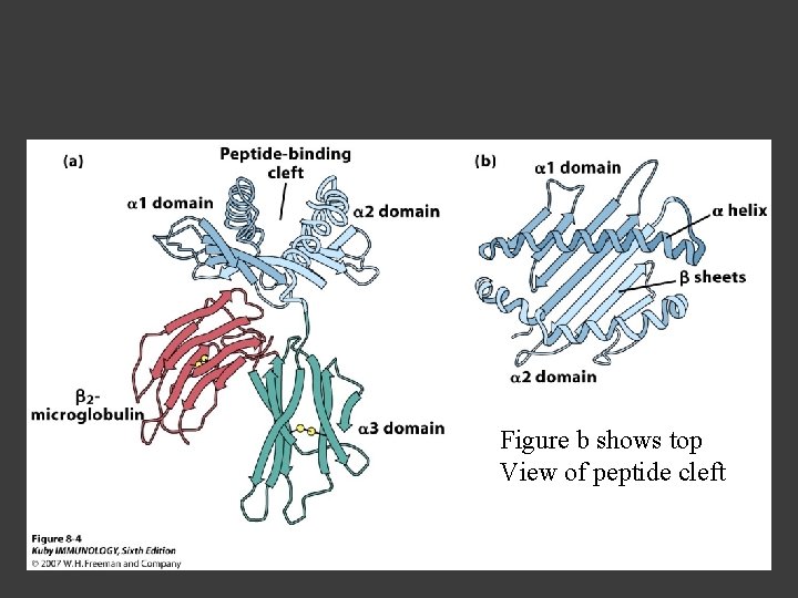 Figure b shows top View of peptide cleft 