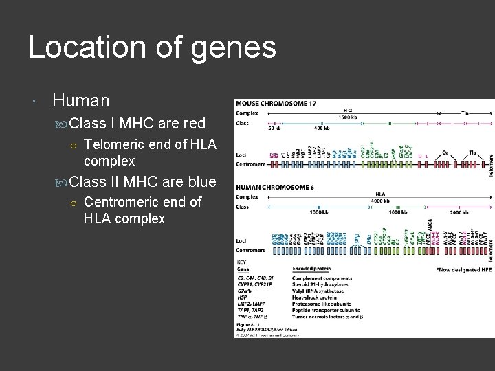 Location of genes Human Class I MHC are red ○ Telomeric end of HLA