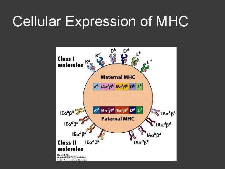 Cellular Expression of MHC 