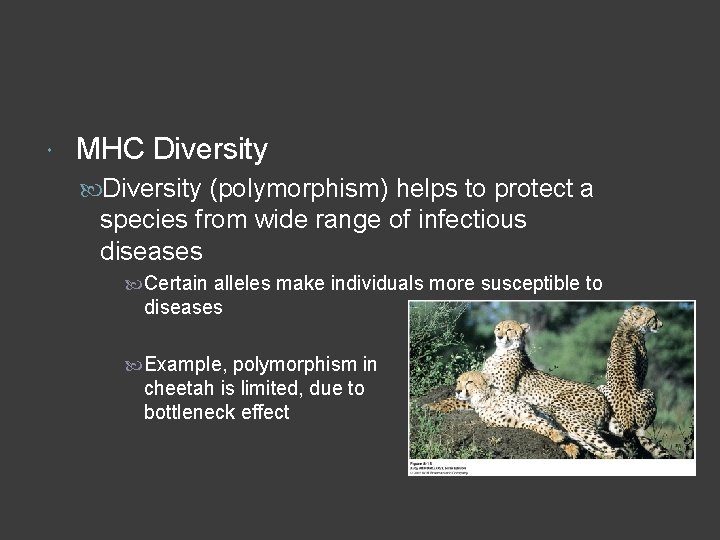  MHC Diversity (polymorphism) helps to protect a species from wide range of infectious
