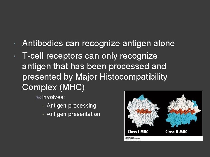 Antibodies can recognize antigen alone T-cell receptors can only recognize antigen that has been