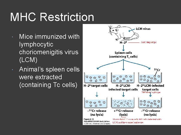 MHC Restriction Mice immunized with lymphocytic choriomenigitis virus (LCM) Animal’s spleen cells were extracted