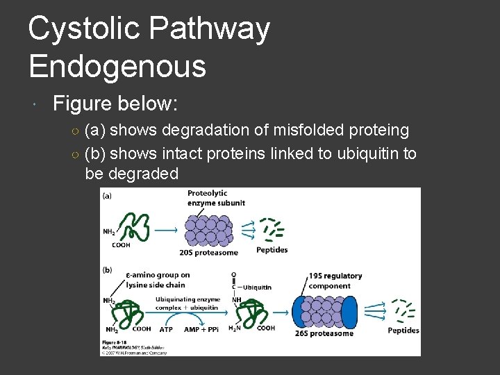 Cystolic Pathway Endogenous Figure below: ○ (a) shows degradation of misfolded proteing ○ (b)