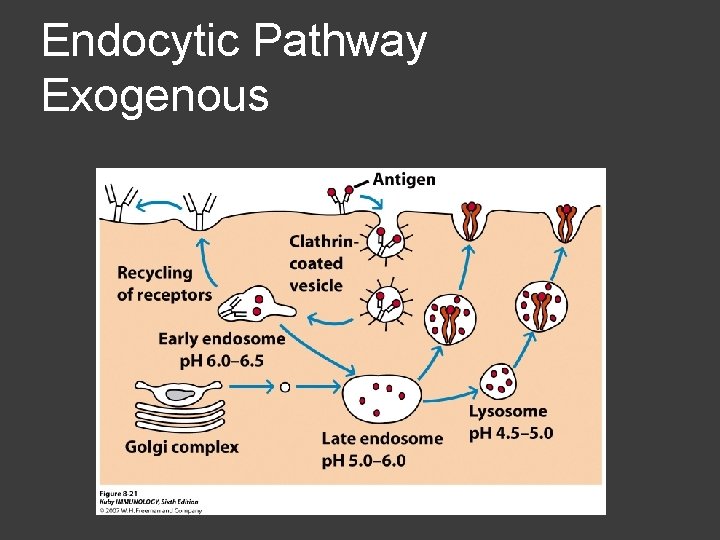Endocytic Pathway Exogenous 
