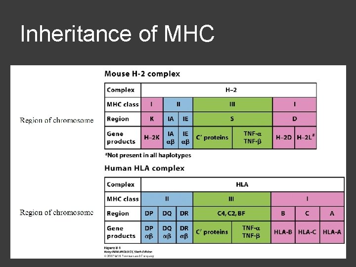 Inheritance of MHC 