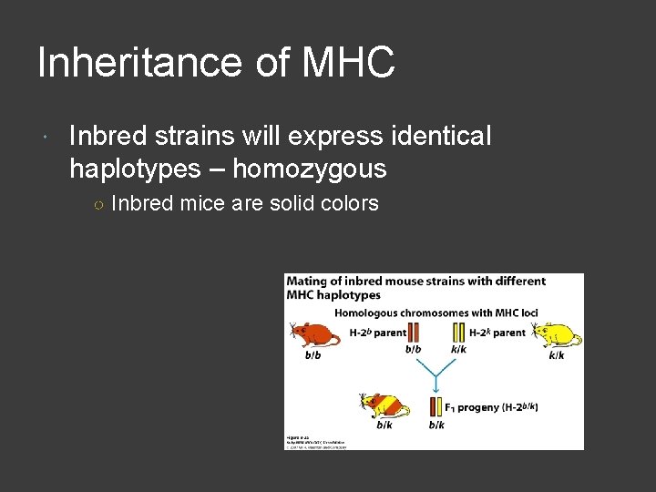 Inheritance of MHC Inbred strains will express identical haplotypes – homozygous ○ Inbred mice