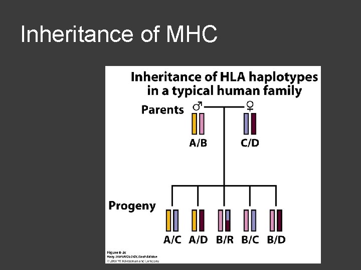 Inheritance of MHC 