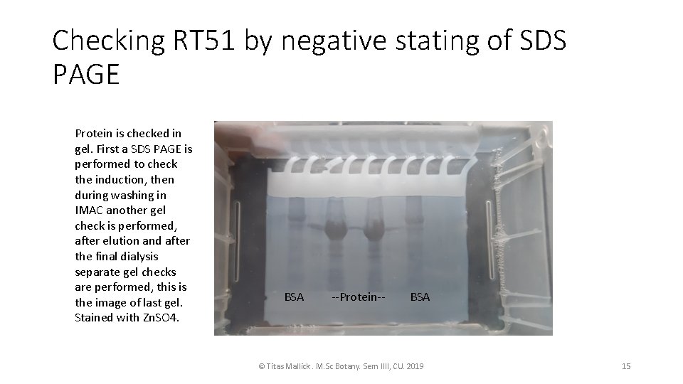 Checking RT 51 by negative stating of SDS PAGE Protein is checked in gel.