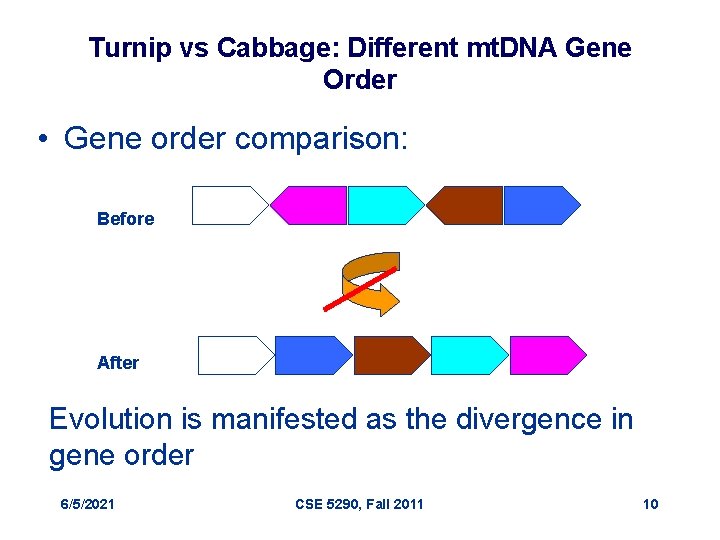 Turnip vs Cabbage: Different mt. DNA Gene Order • Gene order comparison: Before After