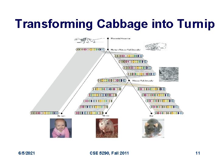 Transforming Cabbage into Turnip 6/5/2021 CSE 5290, Fall 2011 11 