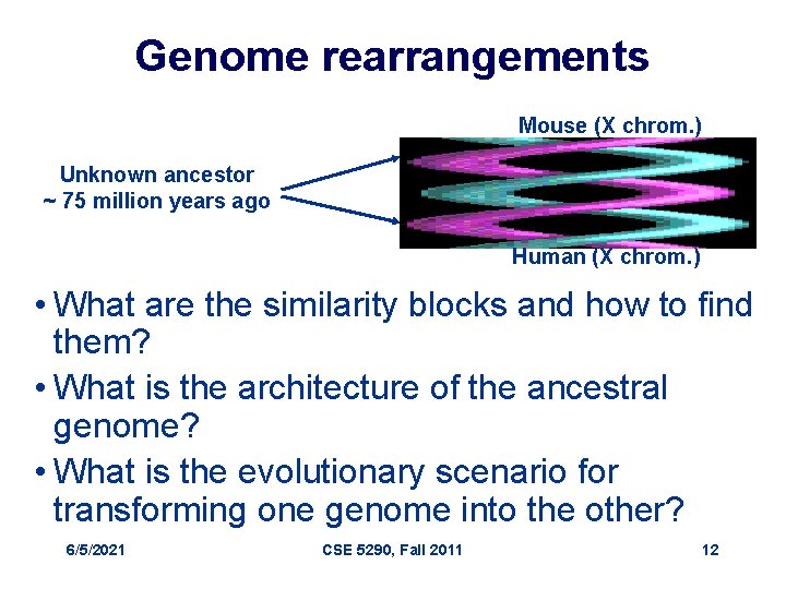 Genome rearrangements Mouse (X chrom. ) Unknown ancestor ~ 75 million years ago Human